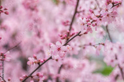 Delicate pink spring blossom branches with soft bokeh