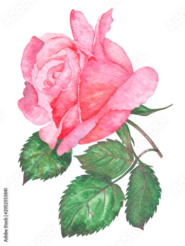 Watercolor pink rose with green leaves isolated, hand painted botanical flower illustration for wedding invitations, floral compositions and feminine decorative designs