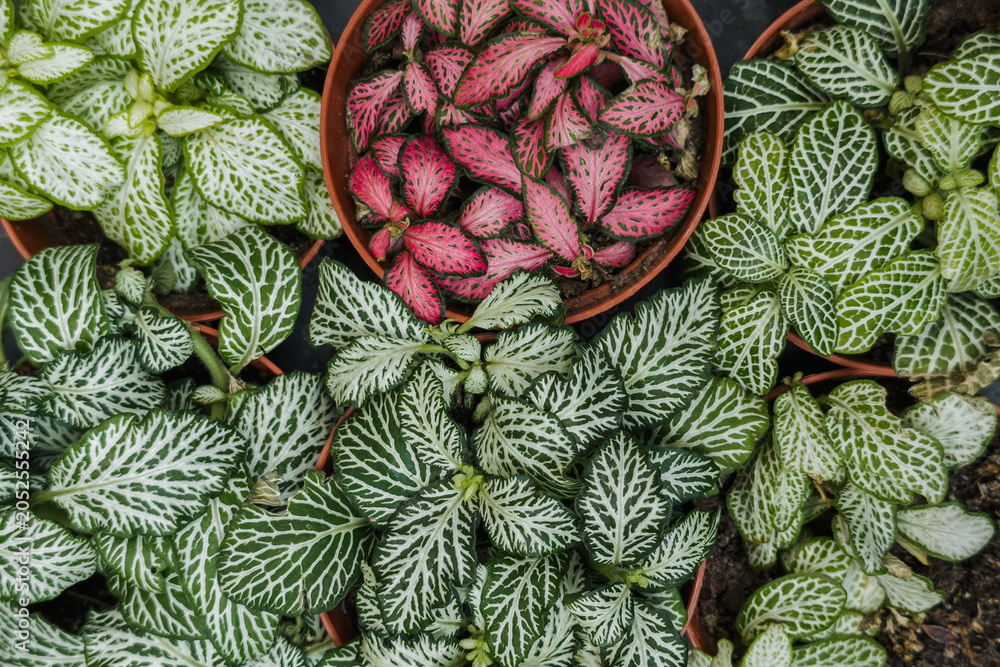 Obraz premium Assortment of vibrant fittonia plants displaying unique green and pink leaf patterns