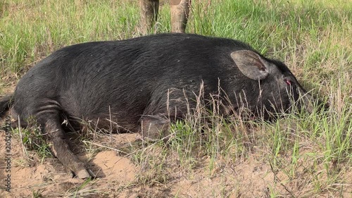 Successful Hog Hunter who killed an invasive wild boar destroying a farmer's crops in Georgia. Wild Boar (Sus scrofa) or wild pigs are a very destructive invasive species.