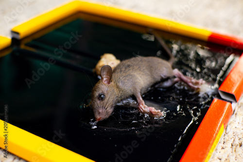 Obraz na plátně A rat trapped on a sticky glue board, representing urban pest control and the ri
