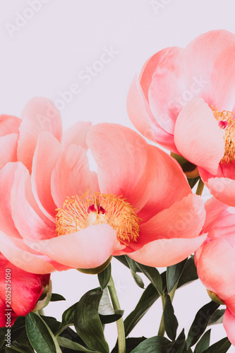 Amazing chinese pink peonies on light background. Card Concept, copy space for text