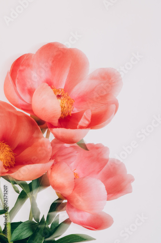 Amazing chinese pink peonies on light background. Card Concept, copy space for text, shot with Intentional Camera Movement for motion blur