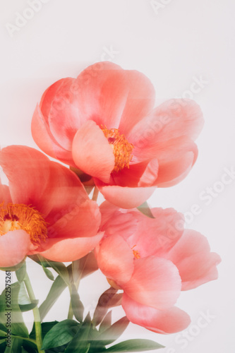 Amazing chinese pink peonies on light background. Card Concept, copy space for text, shot with Intentional Camera Movement for motion blur