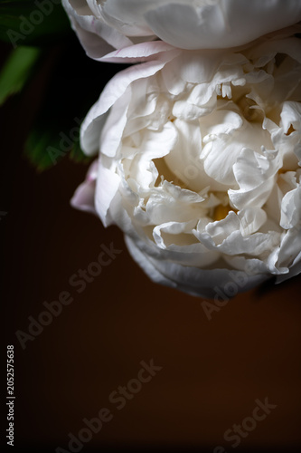 Macro shot of fresh bunch of peonies bouquet of different colors. Card Concept, gentle abstract floral background image, close up, shallow DoF