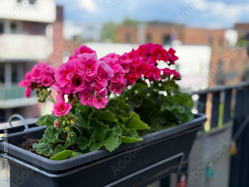 Tableau sur toile Blooming vibrant pink Geranium Pelargonium flowers in decorative flower pot hang