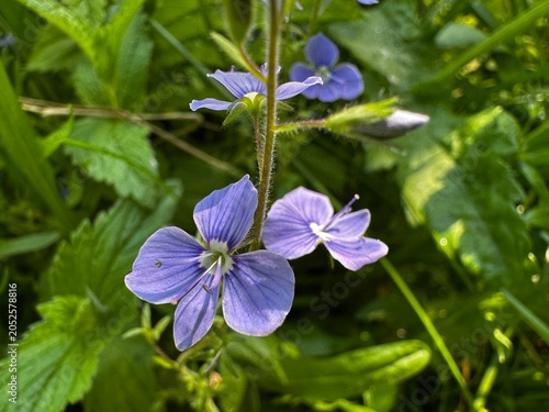 Macro shot of small blue speedwell (Veronica) wildflowers blooming on a slender stem. Detailed petals surrounded by lush green foliage under bright natural spring light. Beautiful botanical backdrop