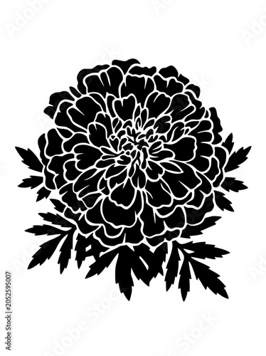 Marigold Flower Silhouette Black and White Botanical Illustration
