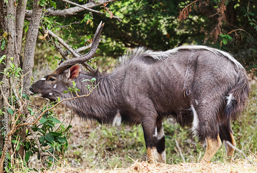 Canvastavla Male nyala antelope browsing on tree branches in African bushveld