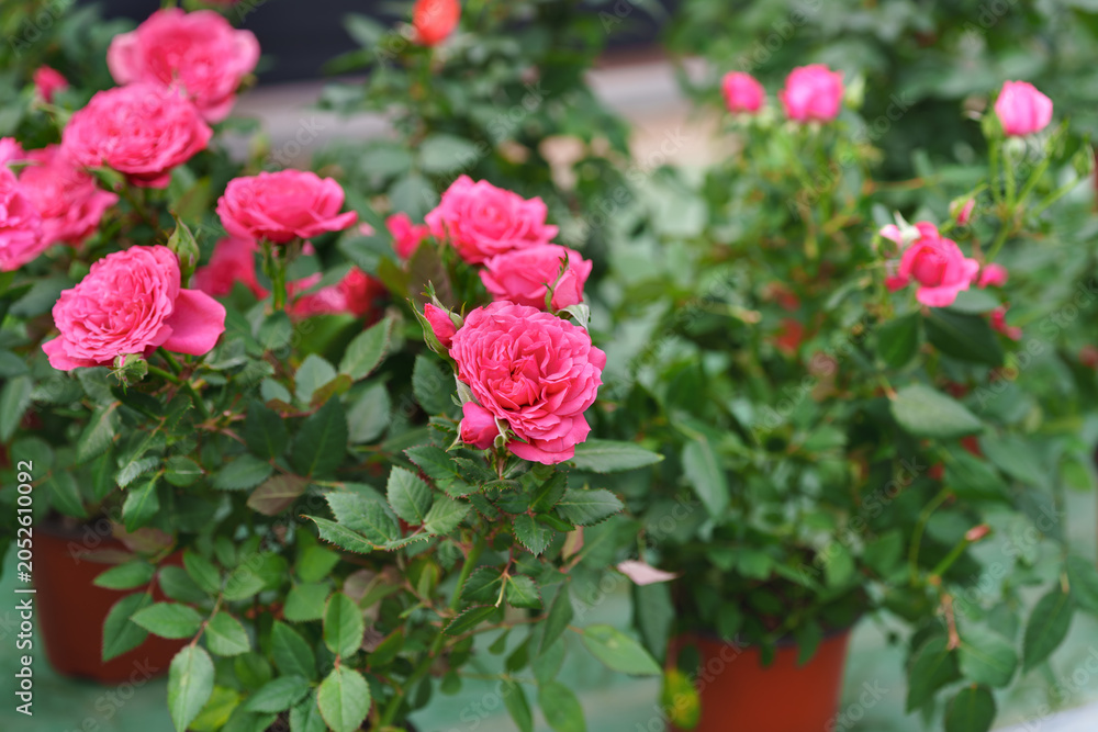 Fototapeta premium Pink Rose Flowers Blooming in Pots with Soft Garden Background