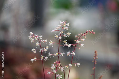 White Heuchera Flowers on Red Stems with Soft Garden Background