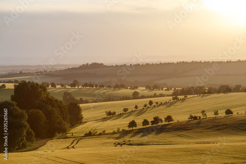 Fields of wheat in the summer chill countryside