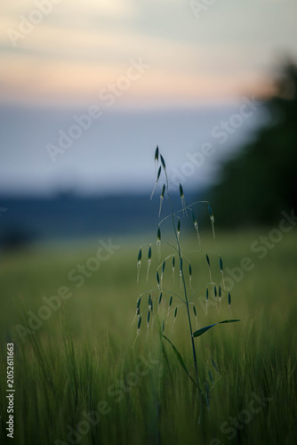 Fields of wheat in the summer chill countryside