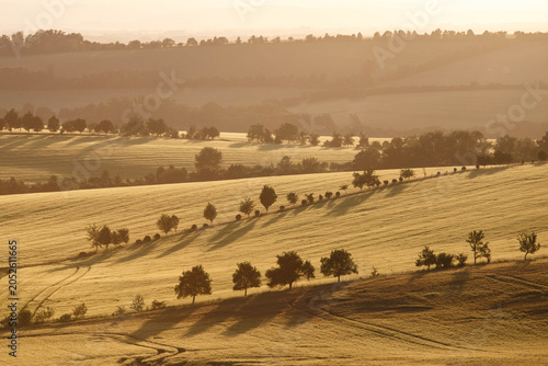 Fields of wheat in the summer chill countryside