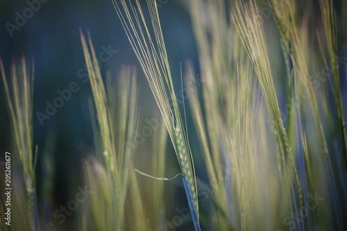 Fields of wheat in the summer chill countryside
