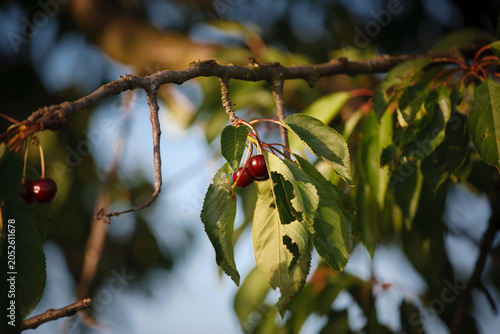 Cherry on the tree in the summer with blue sky