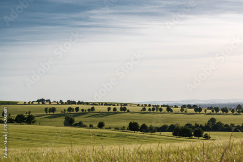 Fields of wheat in the summer chill countryside