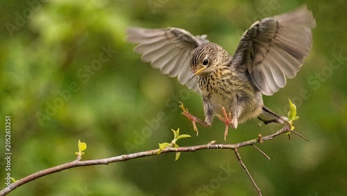 A fledgling bird attempting to land on a swaying branch, ruffled feathers.