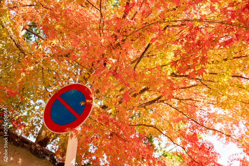 秋の紅葉、真っ赤なモミジの風景、山の中で見上げたら美しい標識
