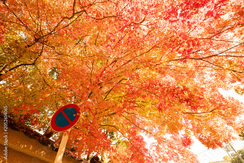 秋の紅葉、真っ赤なモミジの風景、山の中で見上げた美しい標識