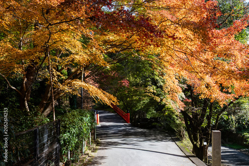 Schilderij op canvas 秋の紅葉、真っ赤なモミジの風景、京都の文化的な石の道