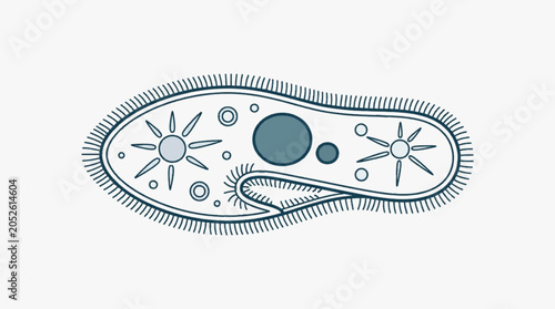 Fotografi Single celled organism Paramecium with cilia and internal structures
