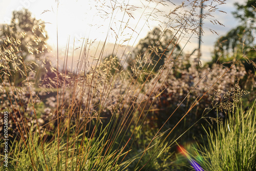 dry grass in the field