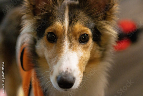 Schilderij op canvas close up portrait of a dog