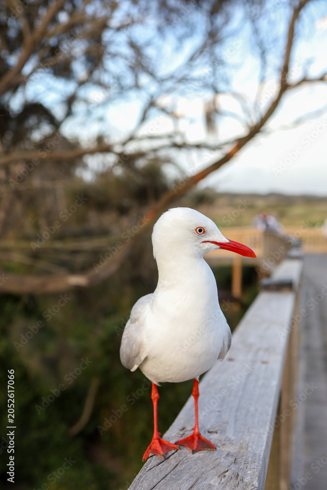 Obraz premium The BIG seagull on wood walkway in nature garden