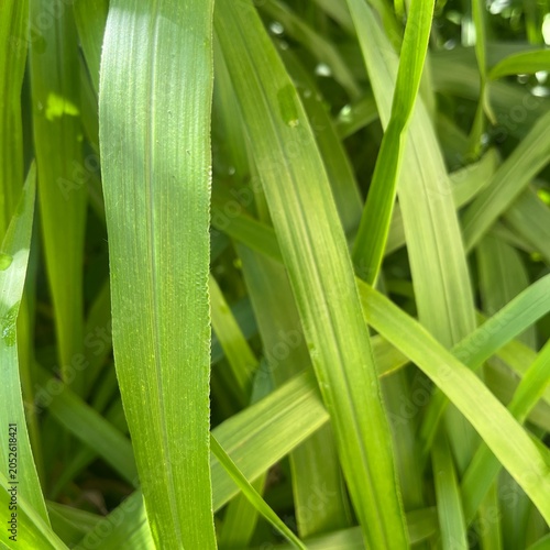 Close-up of fresh green grass blades with water droplets in nature