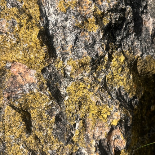 Close up of rocky surface covered with yellow lichen and moss in nature