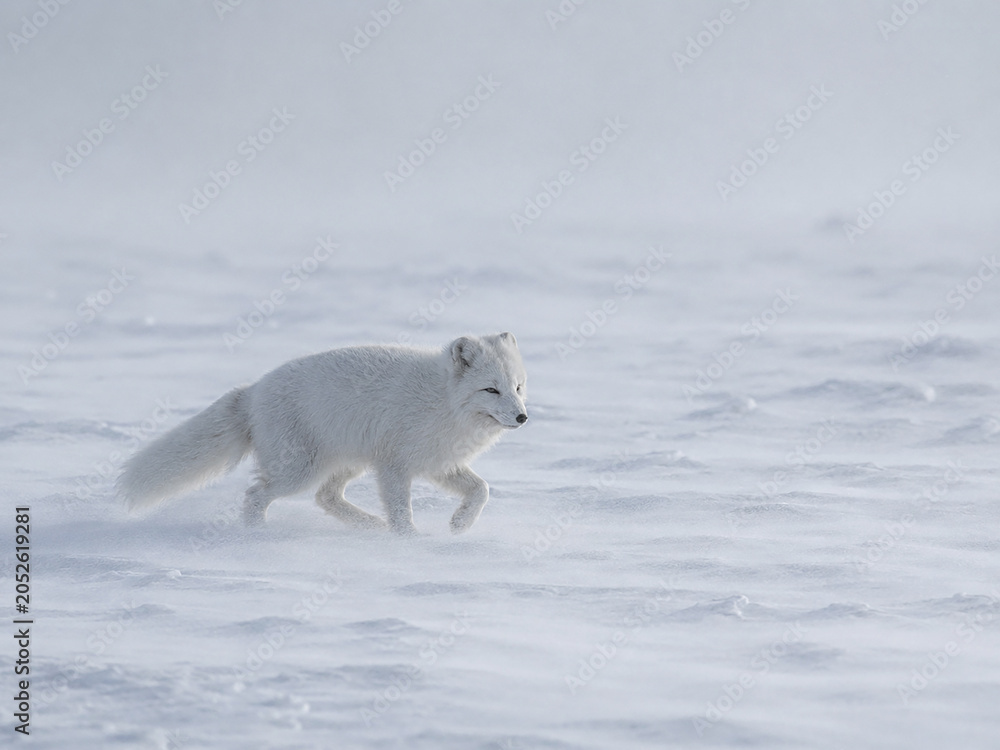 Fototapeta premium Arctic fox crossing open ice plain in blowing snow