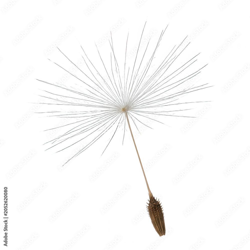 Fototapeta premium Delicate Dandelion Seed Floating on White Background