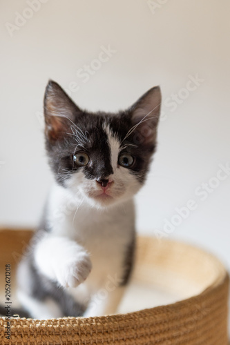 Porträt eines niedlichen Tuxedo Kätzchen