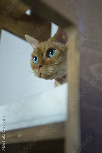 Fotografie Porträt eines neugierigen Devon Rex Kater