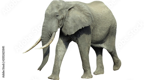 Cuadro en lienzo elephant PNG on Transparent background