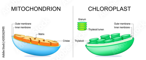 Bild auf Leinwand Mitochondrion and chloroplast internal structure comparison