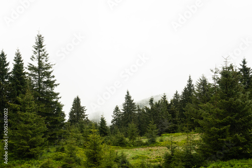 Misty forest landscape with evergreen Pine trees and green grass, in fog and after rain, Pishkonya mountain range, Carpathians mountains