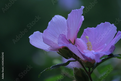 夏の茶室を彩る