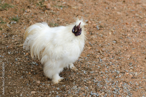 Exotic Silkie Chicken with Soft White Cotton Plumage and Black Skin