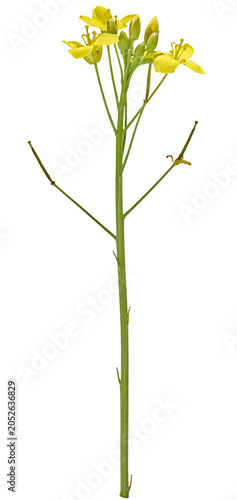 Green stem of wild mustard rapeseed with small yellow flowers and buds