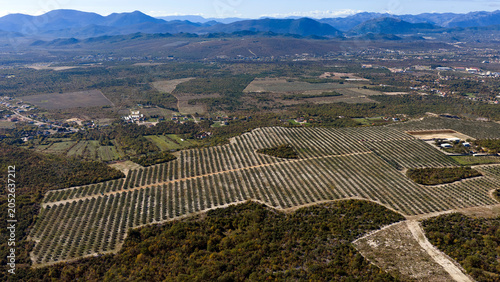 фотографія defaultThe largest olive grove in Bosnia and Herzegovina has around 7,000 olive trees