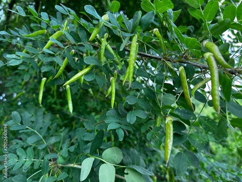Close-up of green seed pods growing on an acacia tree branch with lush leaves. Detailed botanical texture of summer or spring shrubbery in a forest. Natural background of wild flora