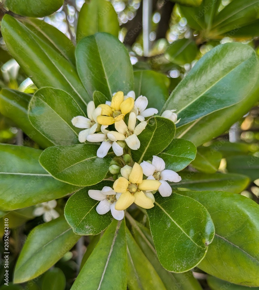 Fototapeta premium Vista de cerca de flores de azahar de la China o azarero (Pittosporum tobira) con hojas verdes, en jardín de parque público