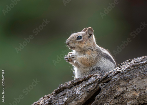 Golden-mantel Ground Squirrel (Callospermophilus lateralis), Rocky Mountain National Park, Colorado 
