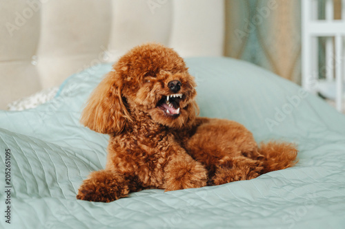 Fotografia Brown poodle showing teeth on bed