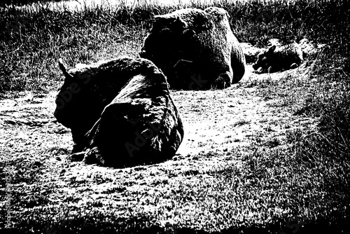 Fotografía Zwei Bisons ruhen auf einer Weide in Schwarz-Weiß