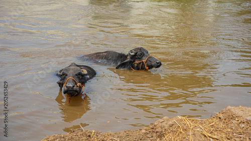 Fotografie Two water buffalo submerged in murky water, their heads and shoulders visible as they swim or cool off