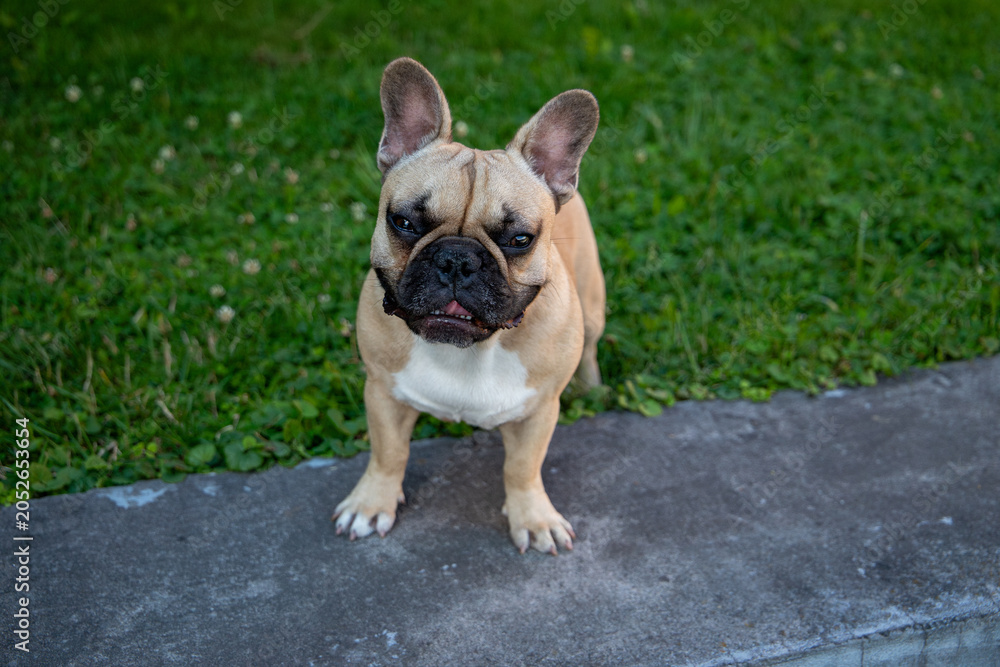 Obraz premium Cute fawn French bulldog puppy standing on a concrete border and looking up at camera close up, green grass lawn background, high angle portrait of domestic pet, urban dog training lifestyle.