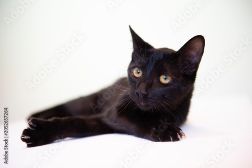 Porträt einer jungen schwarzen Europäisch Kurzhaar Katze